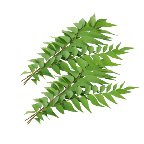 Curry Leaf India, 1 Pkt ( Approx 40 G)