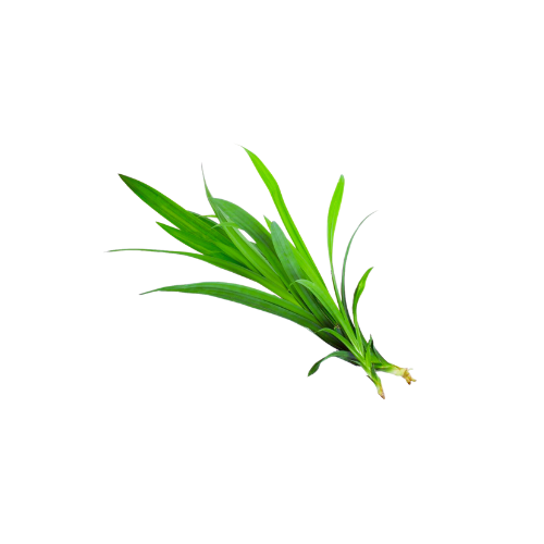 Pandan Leaves Thailand, 100 g