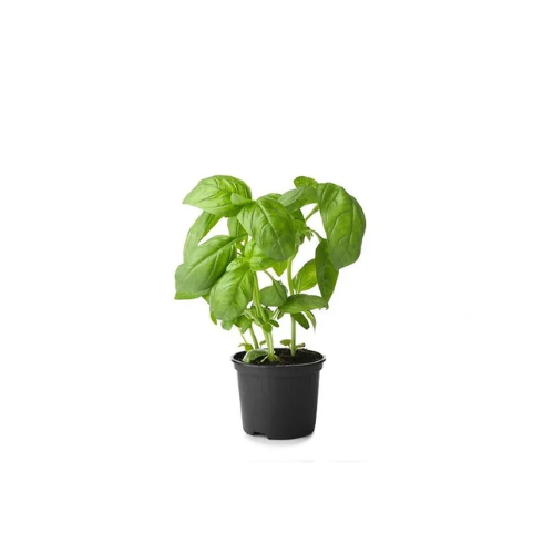 Basil Pot UAE, 1 Pack