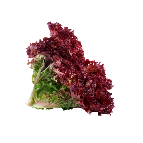 Lollorosso Lettuce Holland, 1 Bunch (1 Pc)