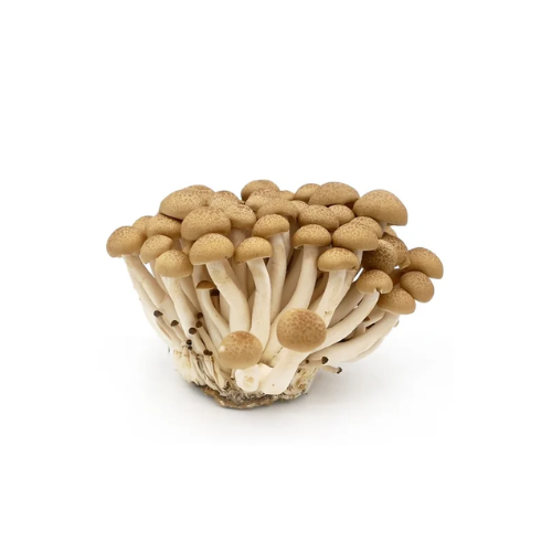 Mushroom Shimoji Oman, 150 g (1 Pkt)